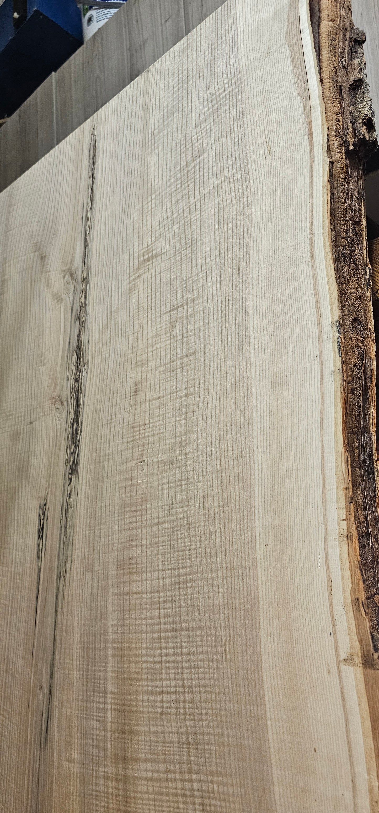 Frêne du Québec. Arbre âgé de 110 ans